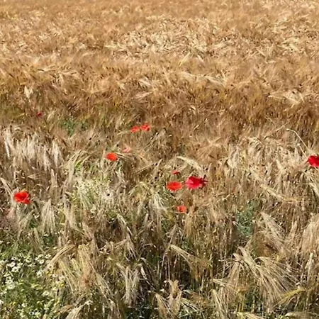 빌라 In Near War Museum And Zoo