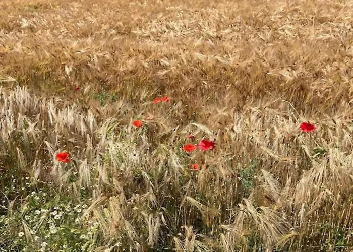 Villa In Near War Museum And Zoo